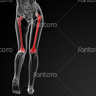 femur bone femur bone