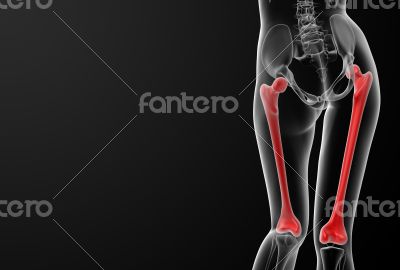 femur bone