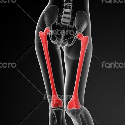 femur bone