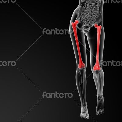 femur bone