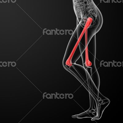 femur bone femur bone