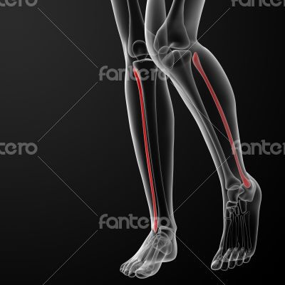 fibular bone