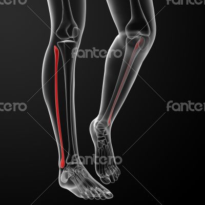 fibular bone 
