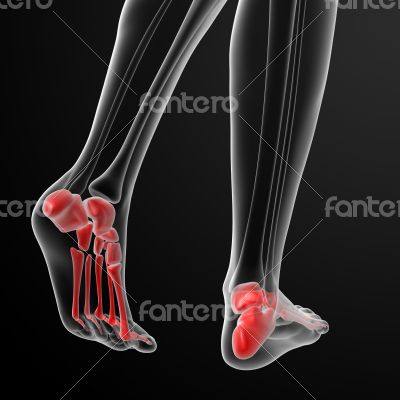 foot bone