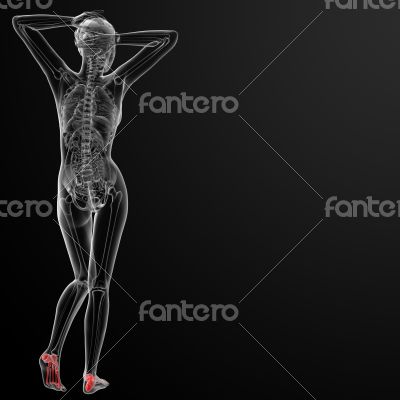 foot bone foot bone