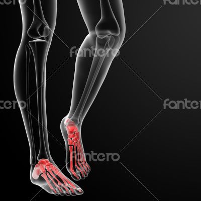 3d rendered illustration of the female foot bone 