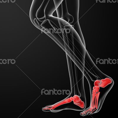 foot bone