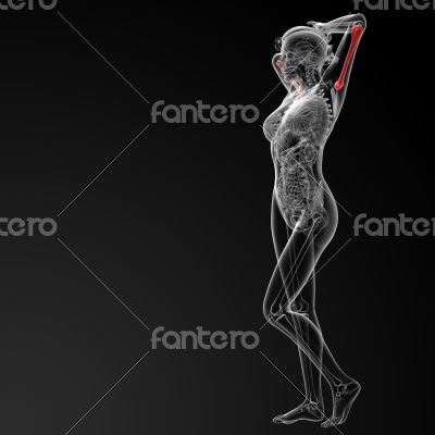 humerus bone