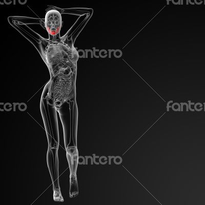 3d render medical illustration of the jaw bone 