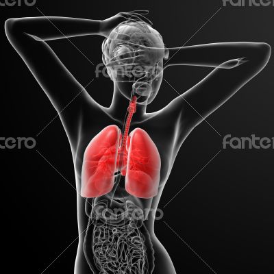 respiratory system
