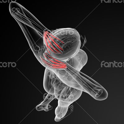 skeletal hand skeletal hand