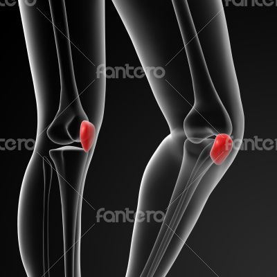 patella