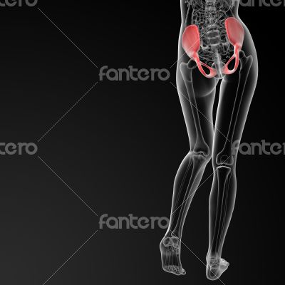 pelvis bone