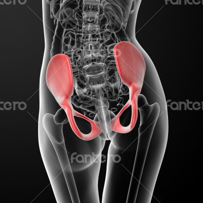pelvis bone pelvis bone