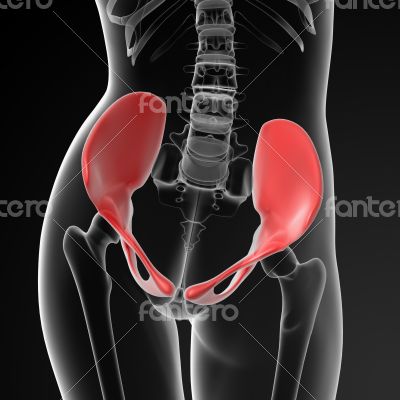 pelvis bone