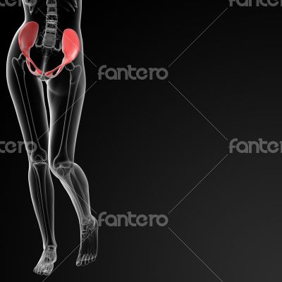 pelvis bone pelvis bone