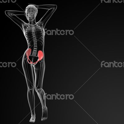 pelvis bone pelvis bone