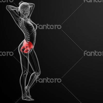 pelvis bone pelvis bone