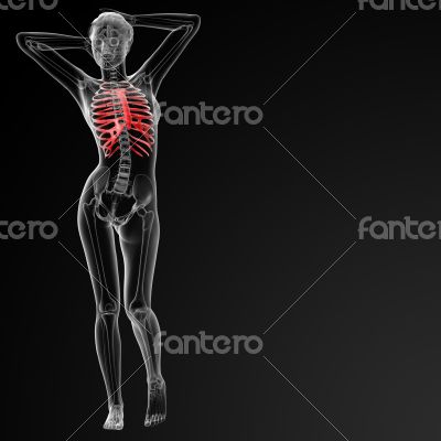 ribcage bone