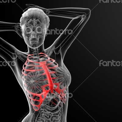 ribcage bone