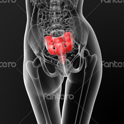 sacrum bone sacrum bone