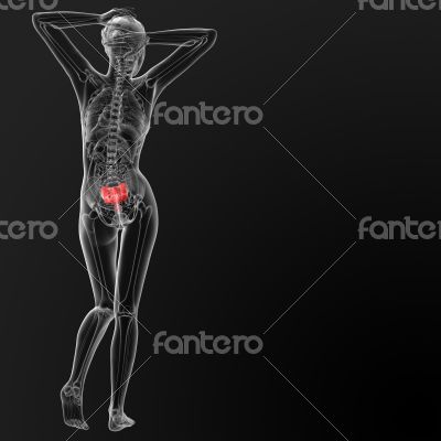 sacrum bone