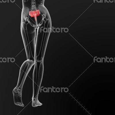 sacrum bone sacrum bone