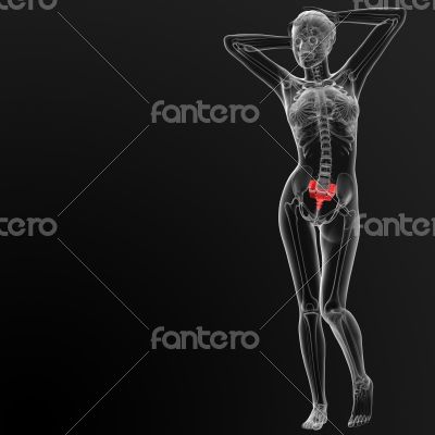 sacrum bone sacrum bone