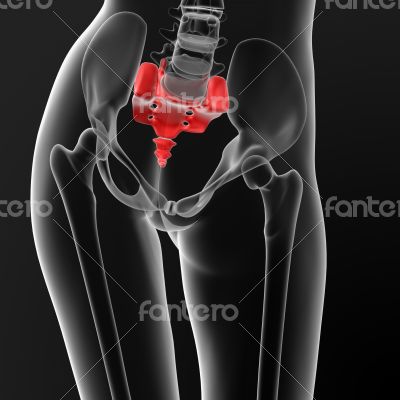 sacrum bone sacrum bone