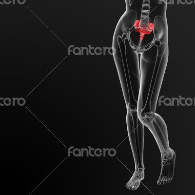 sacrum bone