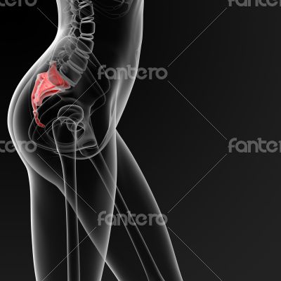 sacrum bone sacrum bone