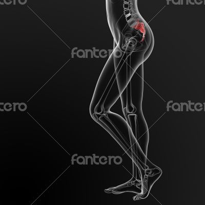 sacrum bone sacrum bone