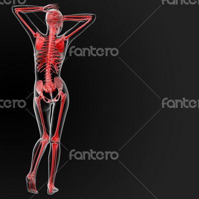 skeleton human