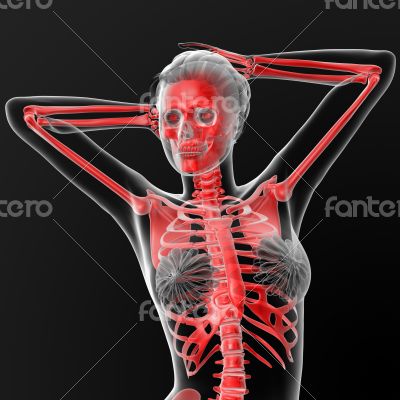 skeleton human