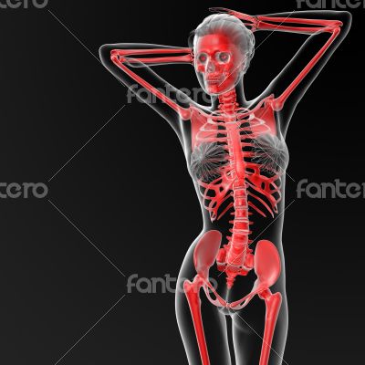 skeleton human
