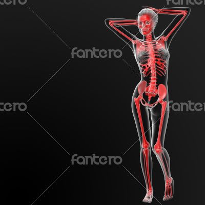 skeleton human
