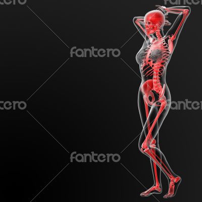 skeleton human