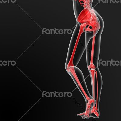 skeleton human