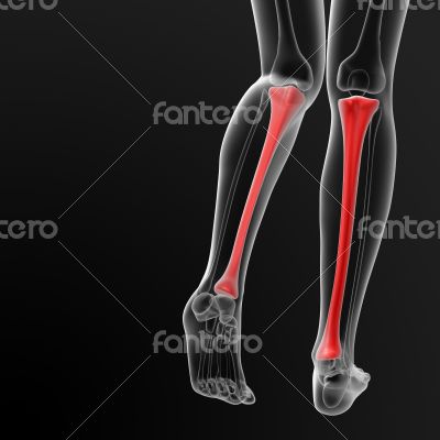tibia bone