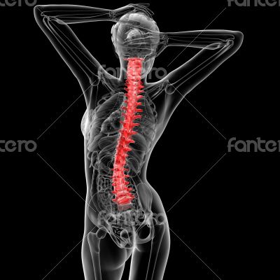 Vertebral column