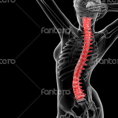 Vertebral column Vertebral column