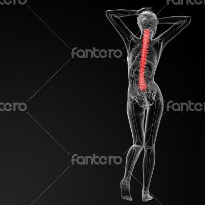 Vertebral column