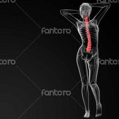 Vertebral column Vertebral column