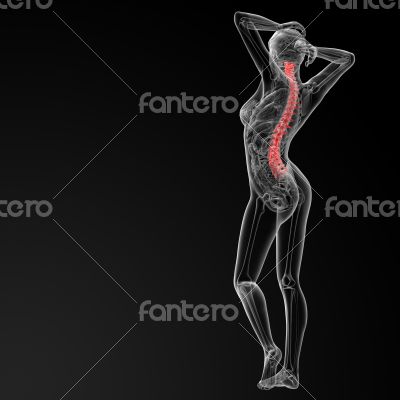Vertebral column Vertebral column
