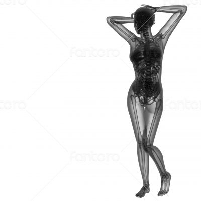 3d renderfemale human anatomy