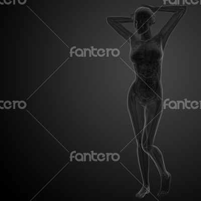 3d renderfemale human anatomy
