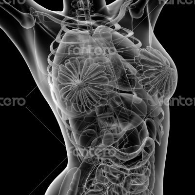 female anatomy female anatomy