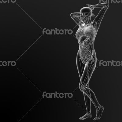 human anatomy