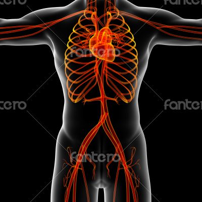 male vascular system
