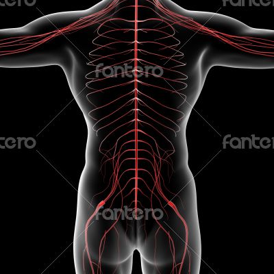 nervous system nervous system